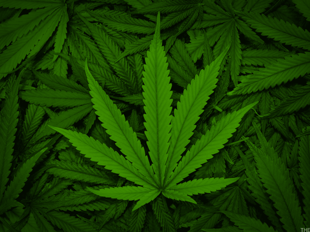 Sativa vs Indica vs Hybrid Strains