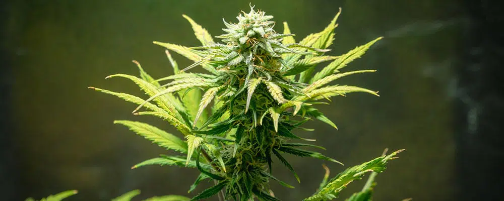 Treating Arthritis with Cannabis
