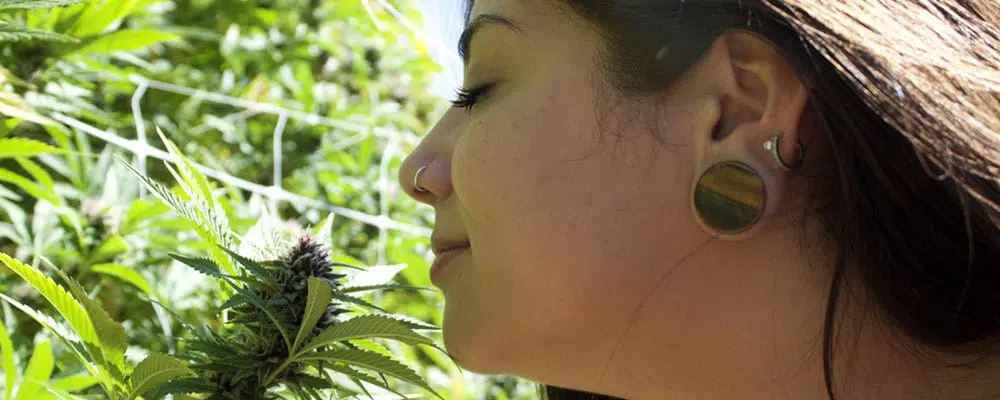 A Beginners Guide to Weed Terpenes