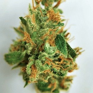 Atomic Jack