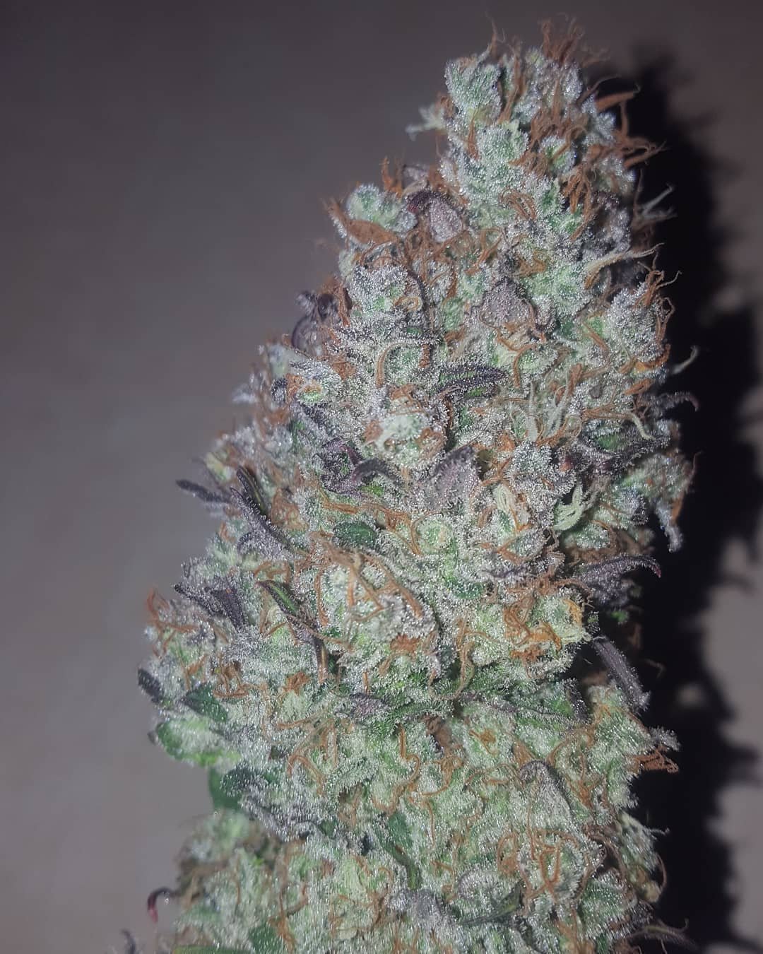 White Russian